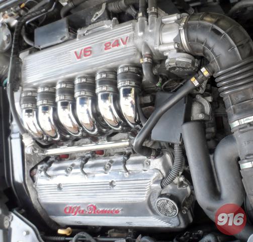 Spider shows off its muscles